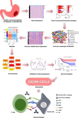 Exploration of the Tumor Immune Landscape and Identification of Two Novel Immunotherapy-Related Genes for Epstein-Barr virus-associated Gastric Carcinoma via Integrated Bioinformatics Analysis